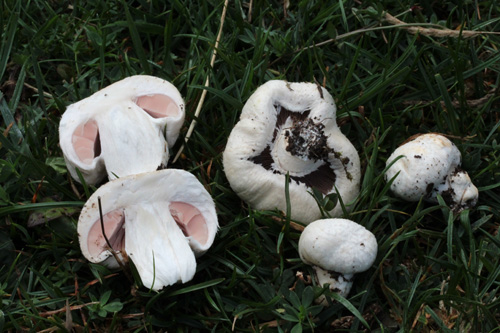 Agaricus pampeanus